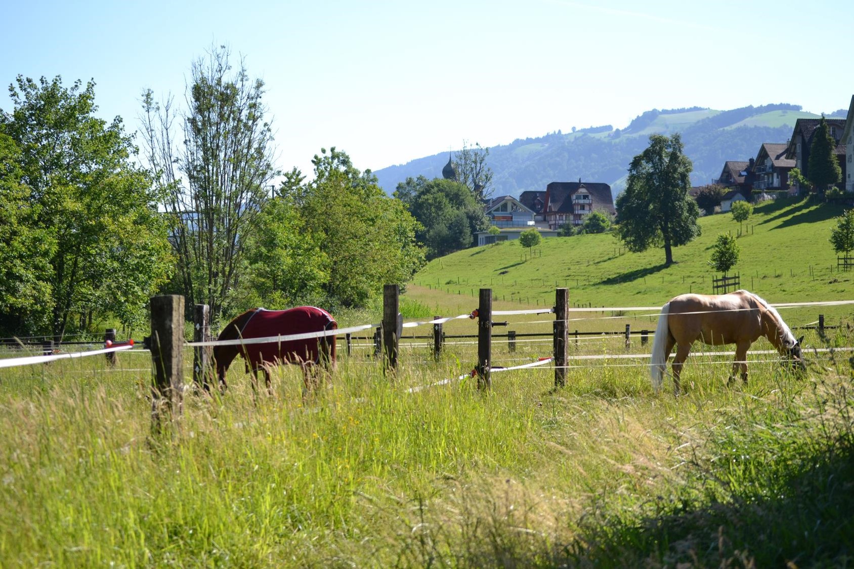 Weiden