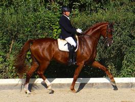 Dressurprüfung 2015_8