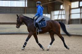 Trainingsdressur 2018_11