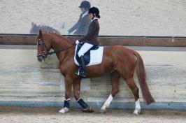 Trainingsdressur 2018_13