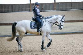 Trainingsdressur 2018_13