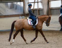 Trainingsdressur 2018_1