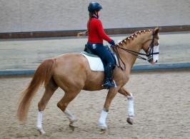 Trainingsdressur 2018_2