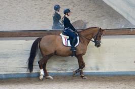 Trainingsdressur 2018