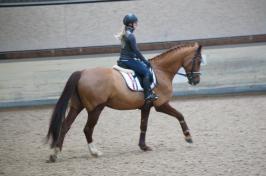 Trainingsdressur 2018_7