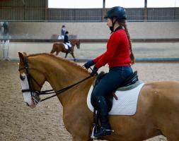 Trainingsdressur 2018_8