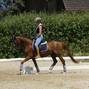 Trainingsdressur im Sommer 2018_4