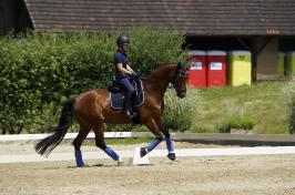 Trainingsdressur im Sommer 2018